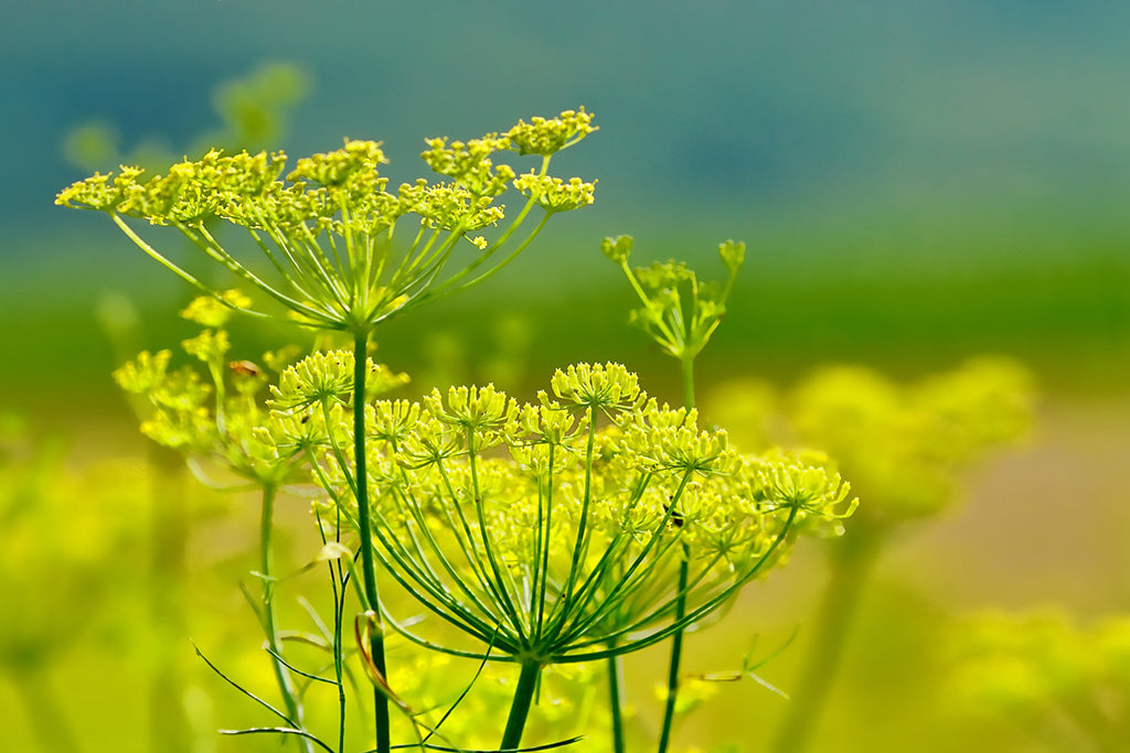 The Anti-Aging Miracle from the Sea: Meet Sea Samphire