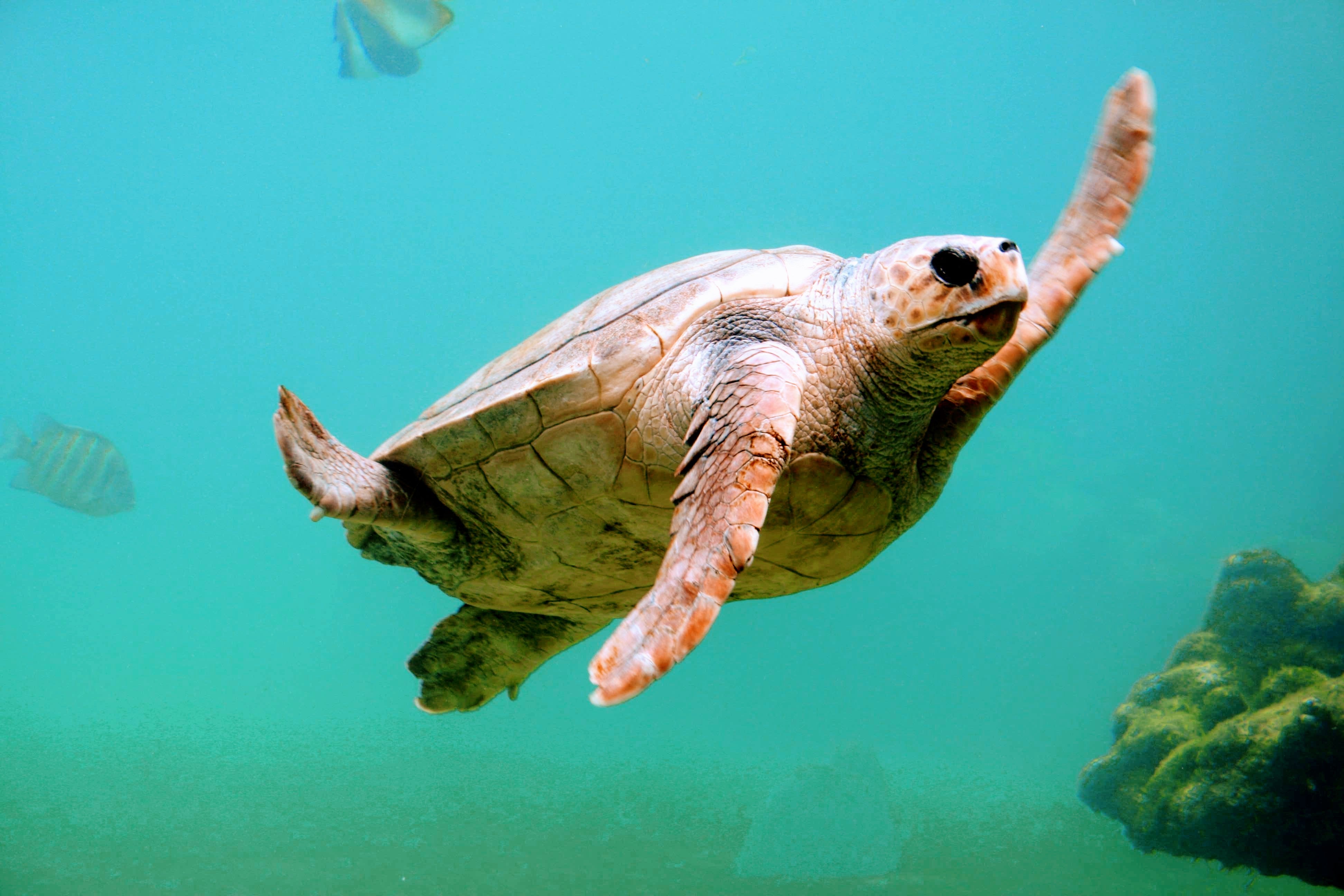 Say Hello to Our Adopted Sea Turtle, Krakatoa!