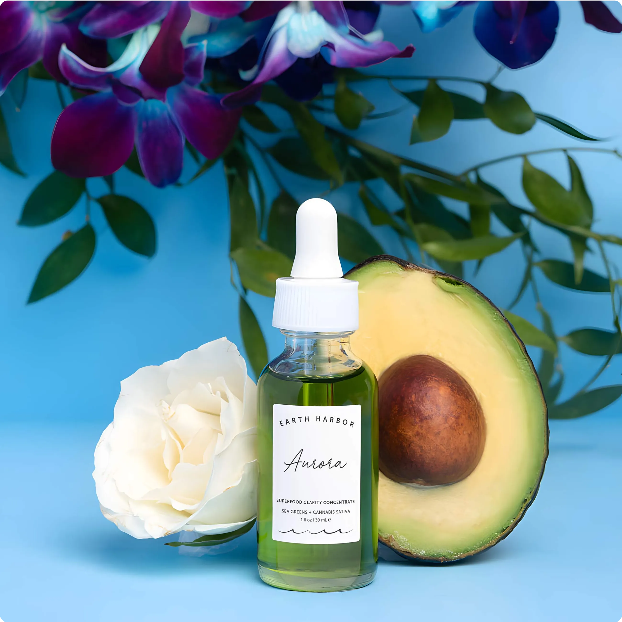 Earth Harbor Aurora concentrate bottle
next to a white rose and a sliced avocado
half against a blue background.​