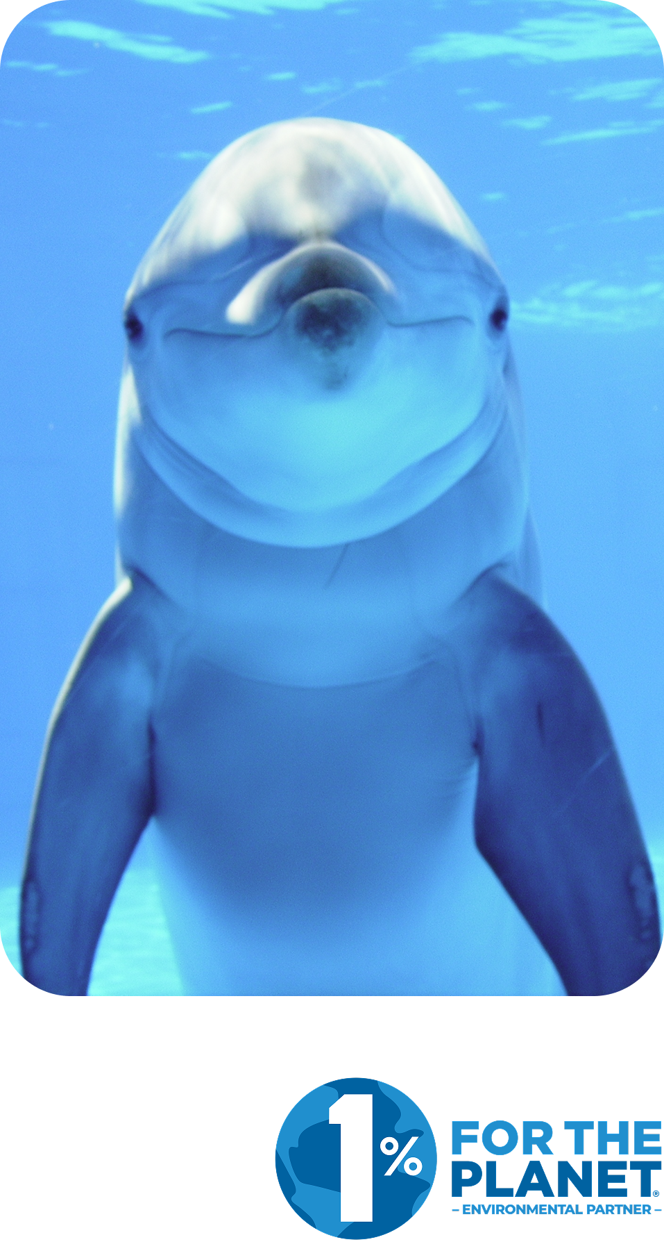 Beluga whale swimming underwater
facing the camera. 1% for the planet logo​