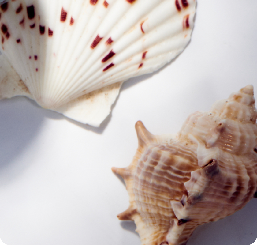 Close-up of seashells on a white surface
with soft natural lighting.
