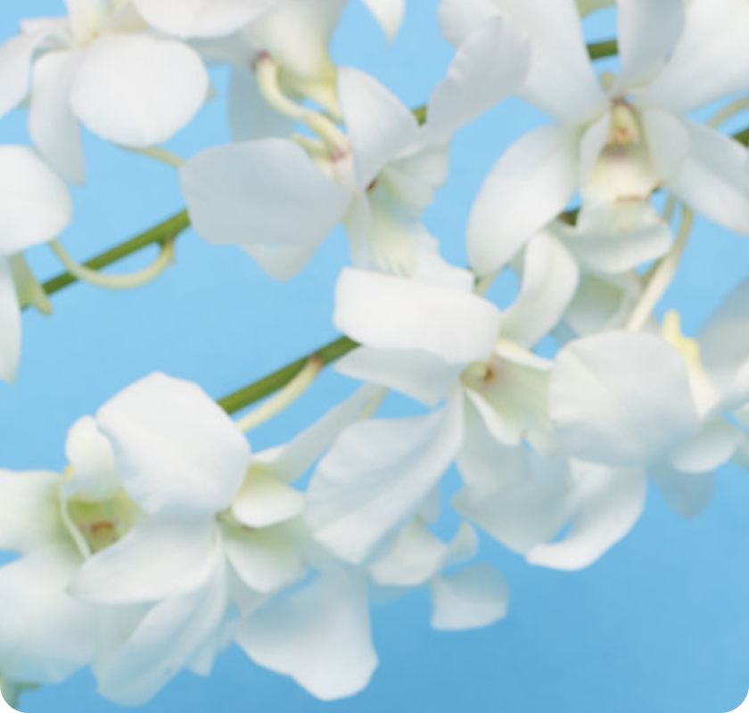 Close-up of white flowers against a soft
blue background​