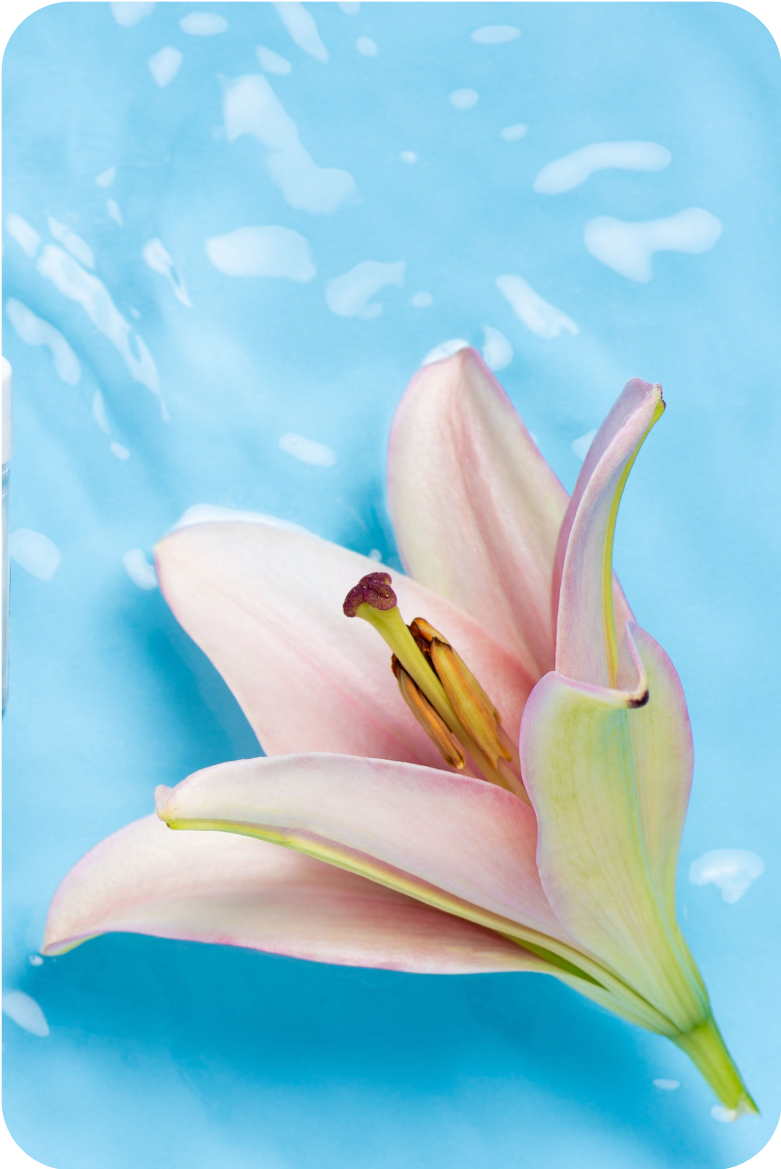 Pink lily flower floating on water against a
bright blue background.​