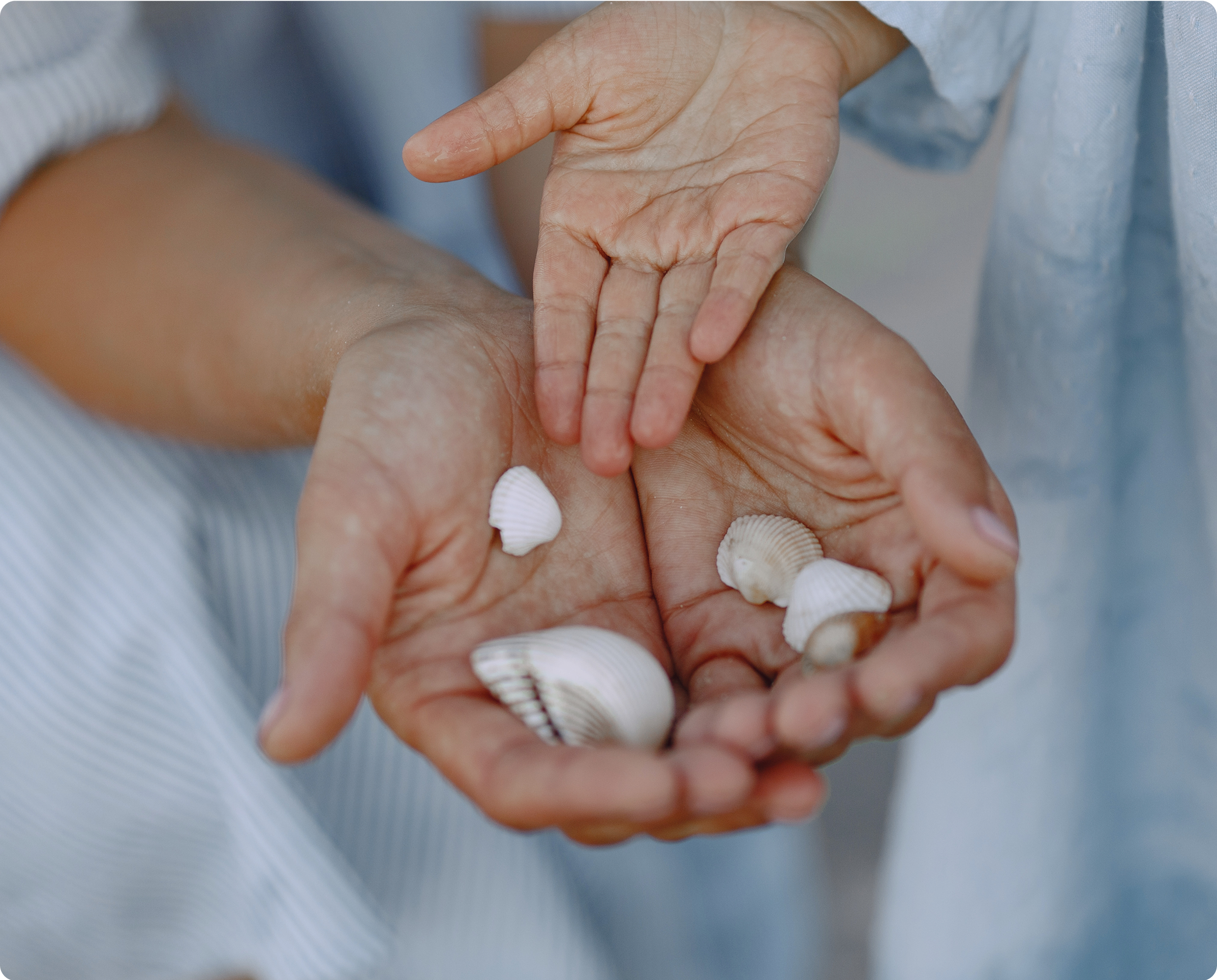 Adult and child holding seashells together
in their hands.​