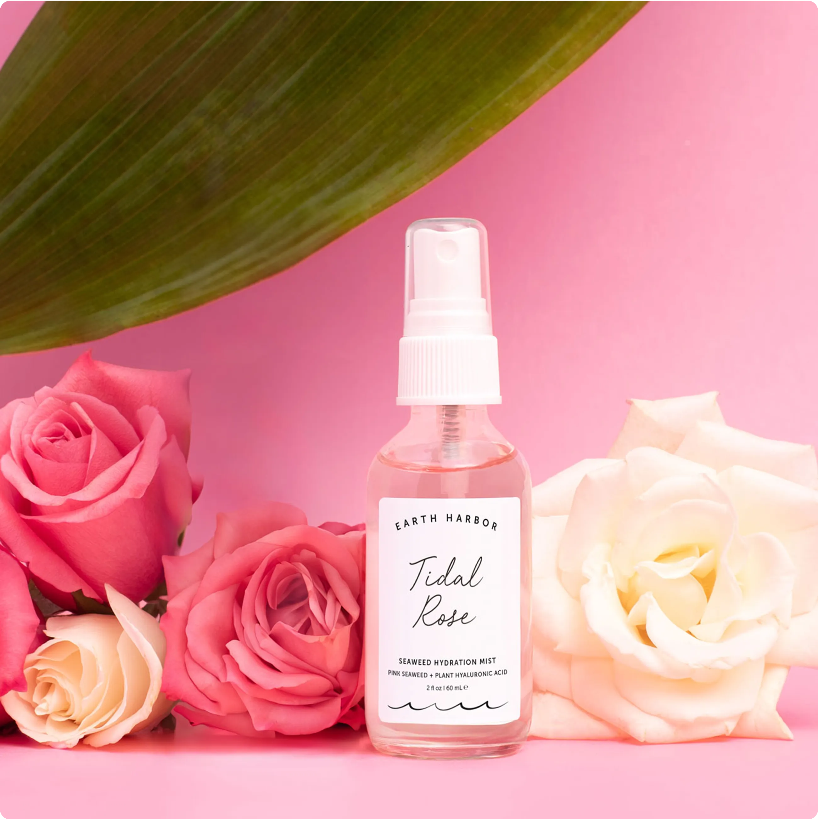 Earth Harbor Tidal Rose spray bottle on a
pink background surrounded by fresh pink
and white roses.​